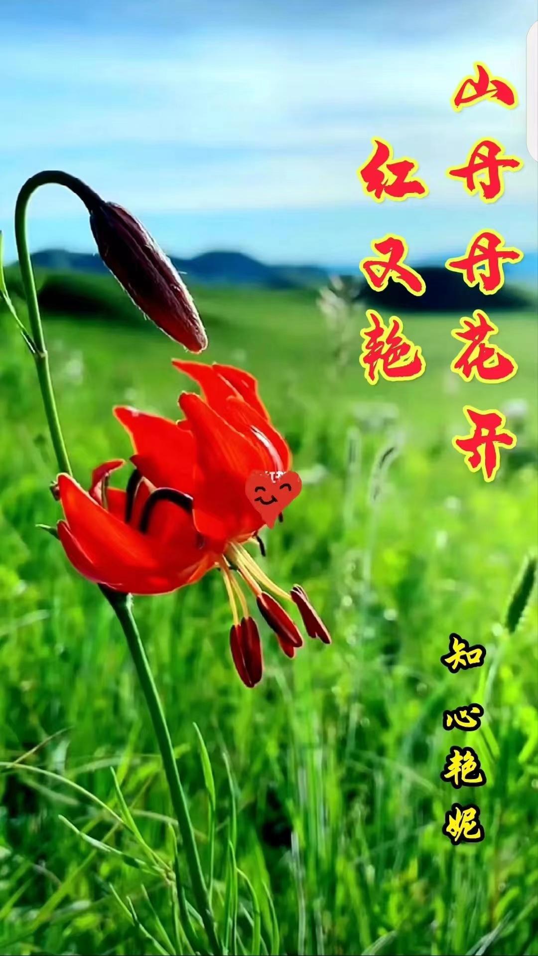 山丹丹花开红又落